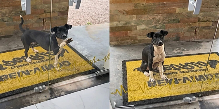 Não sabia para onde ir: cachorrinha busca ajuda em clínica veterinária e encanta