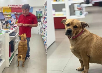 Cliente grita “Sai, cachorro!” sem saber que cadela é a dona da farmácia