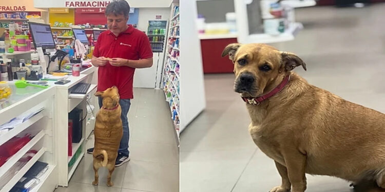 Cliente grita “Sai, cachorro!” sem saber que cadela é a dona da farmácia