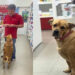 Cliente grita “Sai, cachorro!” sem saber que cadela é a dona da farmácia
