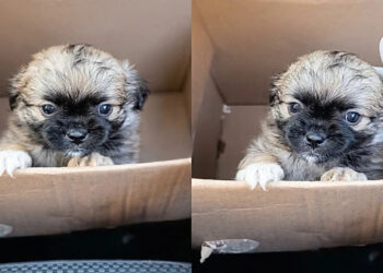 Ela achou que tinha levado um Shih-Tzu para casa, mas o cachorro adulto surpreendeu todo mundo