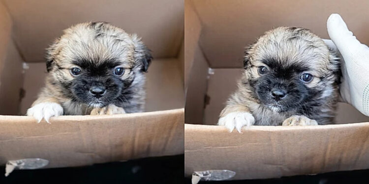 Ela achou que tinha levado um Shih-Tzu para casa, mas o cachorro adulto surpreendeu todo mundo