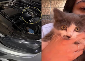 Gato preso no motor do carro: 5 cuidados antes de ligar o veículo em dias frios