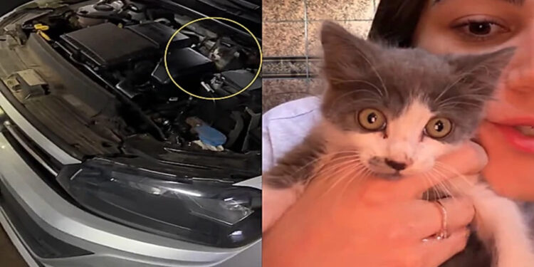 Gato preso no motor do carro: 5 cuidados antes de ligar o veículo em dias frios