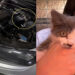 Gato preso no motor do carro: 5 cuidados antes de ligar o veículo em dias frios