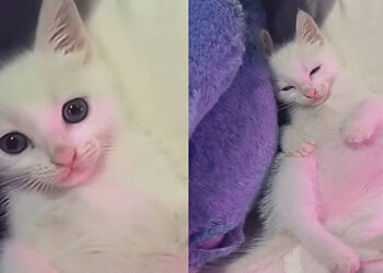 Este gatinho ignora brinquedos e só dorme quando ouve a canção de ninar da tutora