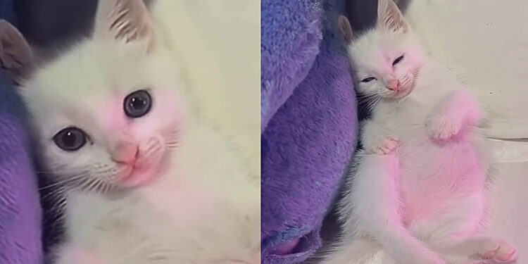 Este gatinho ignora brinquedos e só dorme quando ouve a canção de ninar da tutora