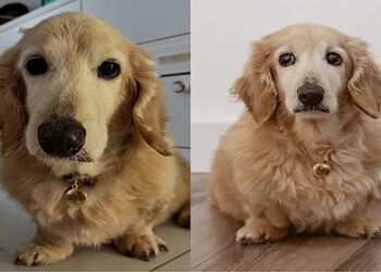 Golden Anão ou Goldenicha? Conheça Chiquinho que o cachorro que enganou todo mundo nas redes