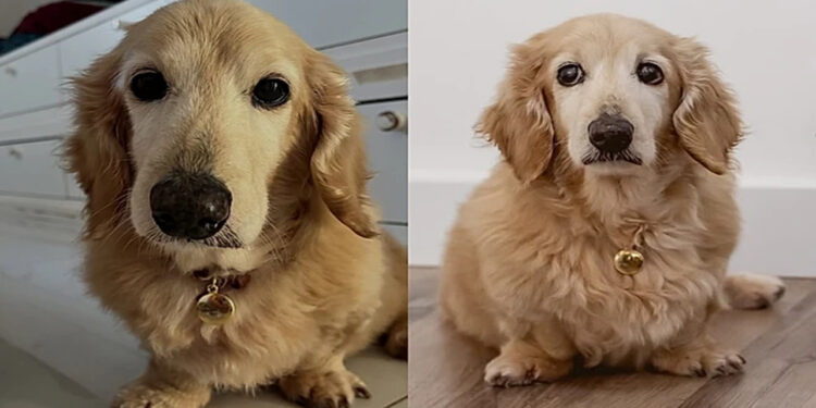 Golden Anão ou Goldenicha? Conheça Chiquinho que o cachorro que enganou todo mundo nas redes