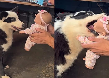 Teste com boneca mostra comportamento surpreendente de quatro cães antes do bebê chegar
