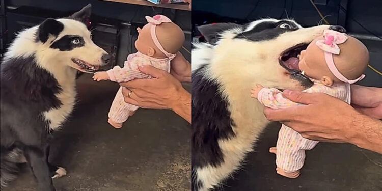 Teste com boneca mostra comportamento surpreendente de quatro cães antes do bebê chegar
