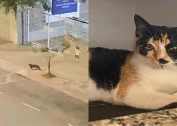 Ela levou um gatinho para casa e só depois percebeu o que realmente estava acontecendo