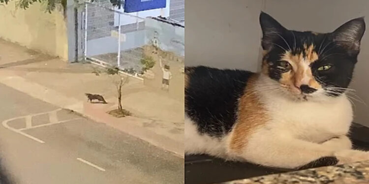 Ela levou um gatinho para casa e só depois percebeu o que realmente estava acontecendo