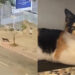 Ela levou um gatinho para casa e só depois percebeu o que realmente estava acontecendo