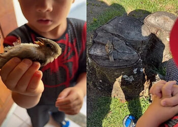 Criança ora por passarinho ferido e reação do animal surpreende família e a todos