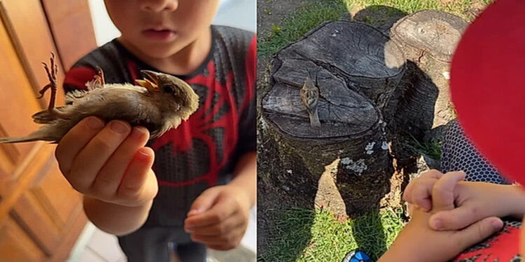 Criança ora por passarinho ferido e reação do animal surpreende família e a todos