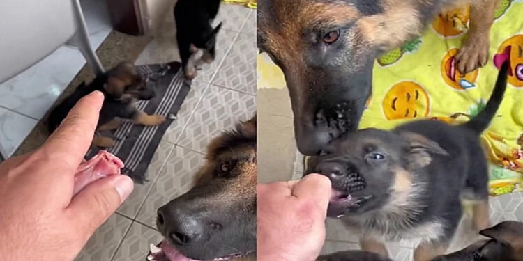 Mesmo com comida, pastor alemão prefere alimentar filhotes e emociona seu dono