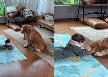 Ao sair por segundos, pai flagra atitude inesperada de golden com bebê de apenas cinco meses