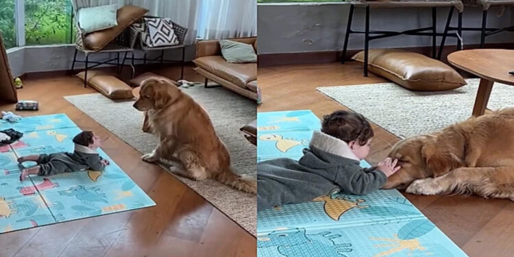 Ao sair por segundos, pai flagra atitude inesperada de golden com bebê de apenas cinco meses