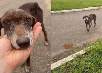 Abandonado e doente, cão idoso emociona ao lutar por um lar nos últimos dias