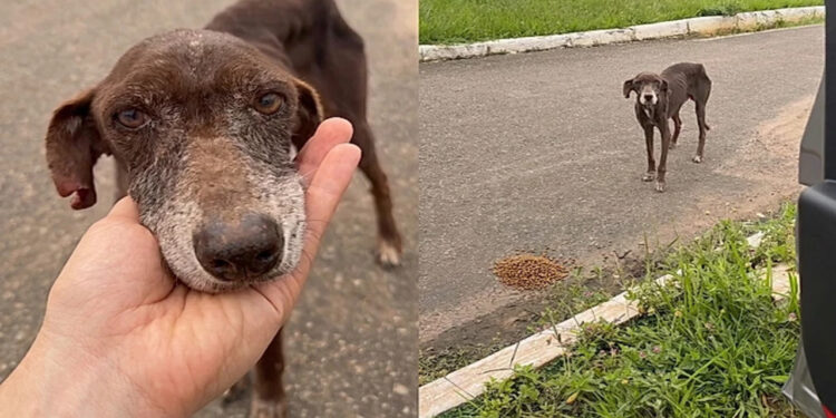 Abandonado e doente, cão idoso emociona ao lutar por um lar nos últimos dias