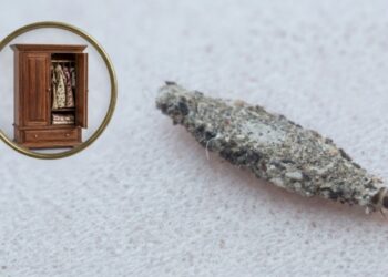 Adeus às traças: como identificar e acabar com o inseto que destrói seu guarda-roupa