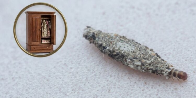 Adeus às traças: como identificar e acabar com o inseto que destrói seu guarda-roupa