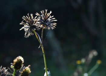 A planta que gruda na roupa e rouba os nutrientes das suas flores sem você perceber o estrago