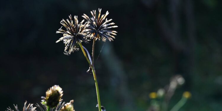 A planta que gruda na roupa e rouba os nutrientes das suas flores sem você perceber o estrago
