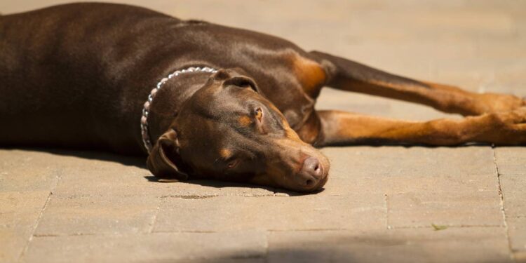 As razões pelas quais o banho de sol é o melhor remédio natural para as dores do seu pet