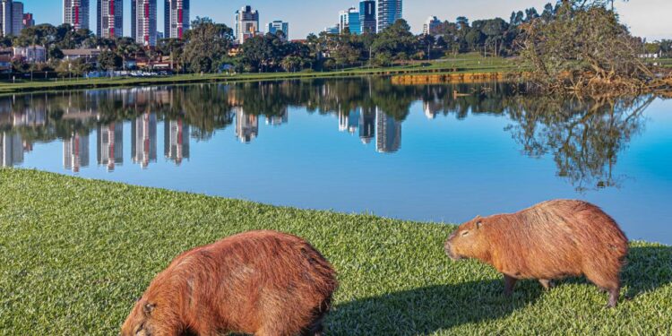 64 metros quadrados de verde por habitante: a capital que plantou parques onde outras cidades ergueram shoppings