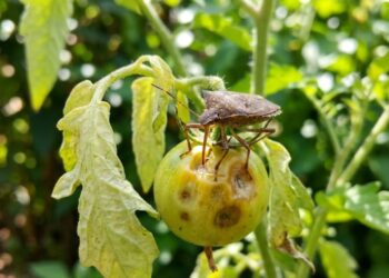 O que o percevejo de horta faz com os seus frutos e o jeito mais simples de impedir o estrago