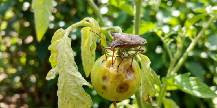 O que o percevejo de horta faz com os seus frutos e o jeito mais simples de impedir o estrago