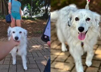 Após perder a filha, casal encontra novo sentido na vida com a chegada de uma cachorrinha