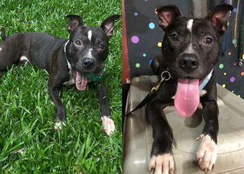 “Ele sobreviveu ao abandono”: pitbull é resgatado, mas ainda não foi escolhido por ninguém
