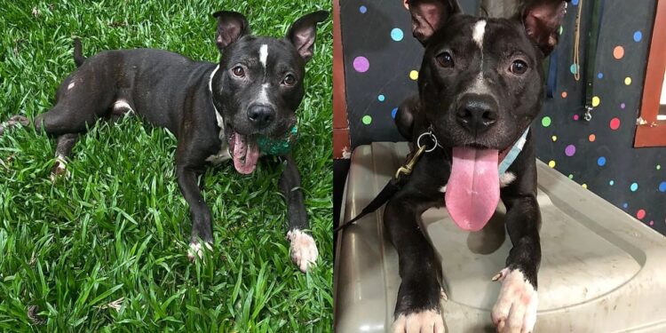 “Ele sobreviveu ao abandono”: pitbull é resgatado, mas ainda não foi escolhido por ninguém