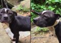 “Ele sobreviveu ao abandono”: pitbull é resgatado, mas ainda não foi escolhido por ninguém