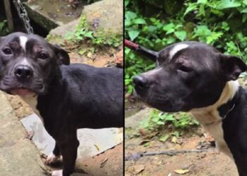 “Ele sobreviveu ao abandono”: pitbull é resgatado, mas ainda não foi escolhido por ninguém