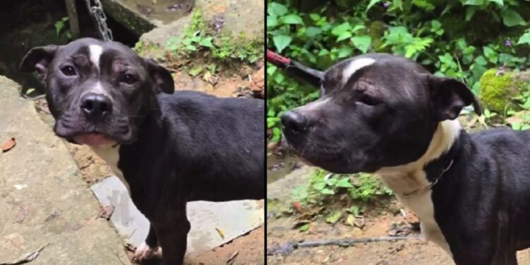 “Ele sobreviveu ao abandono”: pitbull é resgatado, mas ainda não foi escolhido por ninguém