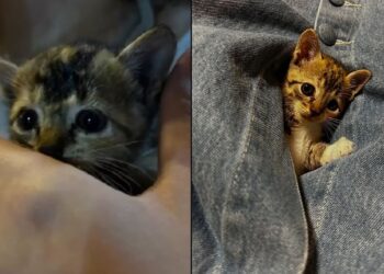 “Achei que estava ajudando, mas fui eu quem ganhou” médica se emociona com história de gatinha