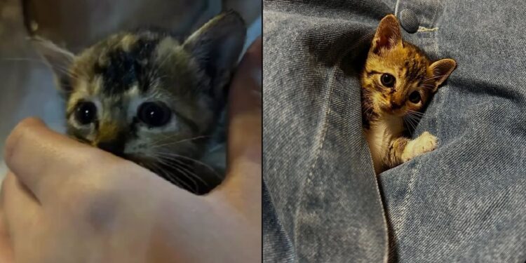 “Achei que estava ajudando, mas fui eu quem ganhou” médica se emociona com história de gatinha