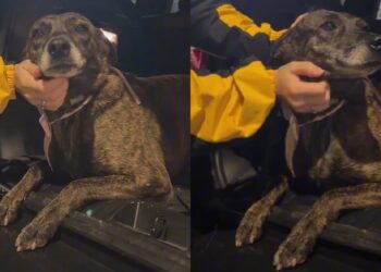 Após várias tentativas, cachorrinha deixa feira de adoção sem encontrar um lar