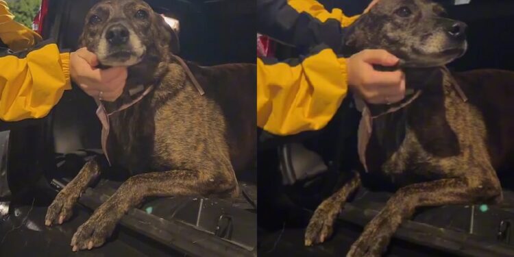 Após várias tentativas, cachorrinha deixa feira de adoção sem encontrar um lar