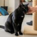 Qual é a personalidade dos gatos pretos? Saiba como lidar com estes felinos