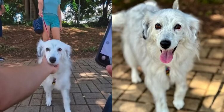 Após perder a filha, casal encontra novo sentido na vida com a chegada de uma cachorrinha