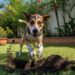 O que significa quando seu cachorro cava buracos no jardim, segundo especialistas em comportamento canino