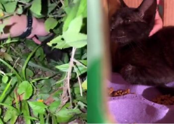 Durante corrida noturna, homem ouve miado e descobre filhote abandonado na mata