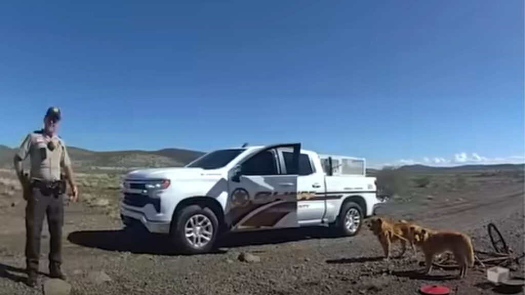Eles foram encontrados amarrados a uma bicicleta no deserto, resgatados e agora aguardam adoção