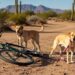 Eles foram encontrados amarrados a uma bicicleta no deserto, resgatados e agora aguardam adoção
