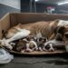 Cruel! Mila, a cadela, abandonada numa caixa de papelão com os seu filhotes recém-nascidos